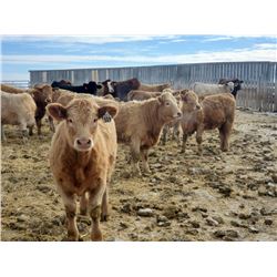 Hillview Colony - 775# Heifers - 63 Head (Rosebud, AB)