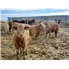 Image 1 : Hillview Colony - 775# Heifers - 63 Head (Rosebud, AB)