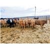 Image 6 : Hillview Colony - 775# Heifers - 63 Head (Rosebud, AB)