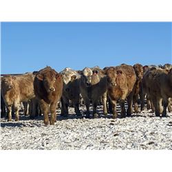 Midpoint Farms - 1025# Heifers - 480 Head (Drayton Valley, AB)