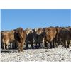 Image 1 : Midpoint Farms - 1025# Heifers - 480 Head (Drayton Valley, AB)