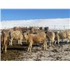 Image 4 : Midpoint Farms - 1025# Heifers - 480 Head (Drayton Valley, AB)