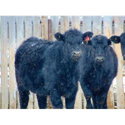 Culligan Ranching - 725# Heifers - 65 Head (Maple Creek, SK)