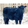 Image 3 : Culligan Ranching - 725# Heifers - 65 Head (Maple Creek, SK)