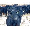 Image 4 : Culligan Ranching - 725# Heifers - 65 Head (Maple Creek, SK)