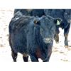 Image 6 : Culligan Ranching - 725# Heifers - 65 Head (Maple Creek, SK)