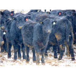 Culligan Ranching  - 640# Heifers - 90 Head (Maple Creek, SK)