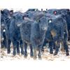 Image 1 : Culligan Ranching  - 640# Heifers - 90 Head (Maple Creek, SK)