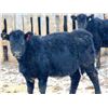 Image 2 : Culligan Ranching  - 640# Heifers - 90 Head (Maple Creek, SK)