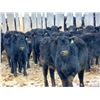 Image 3 : Culligan Ranching  - 640# Heifers - 90 Head (Maple Creek, SK)