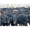 Image 5 : Culligan Ranching  - 640# Heifers - 90 Head (Maple Creek, SK)