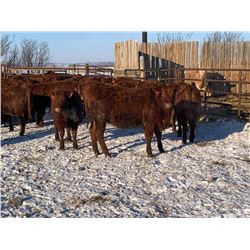 Pickett Ranching - 765# Heifers - 80 head (Gem, AB)