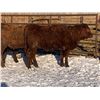 Image 2 : Pickett Ranching - 765# Heifers - 80 head (Gem, AB)