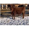 Image 3 : Pickett Ranching - 765# Heifers - 80 head (Gem, AB)