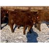 Image 4 : Pickett Ranching - 765# Heifers - 80 head (Gem, AB)
