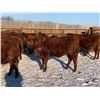 Image 6 : Pickett Ranching - 765# Heifers - 80 head (Gem, AB)
