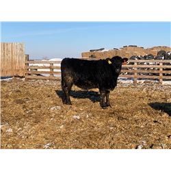 Pickett Ranching - 780# Heifers - 80 Head (Gem, AB)
