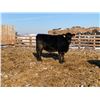 Image 1 : Pickett Ranching - 780# Heifers - 80 Head (Gem, AB)