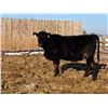 Image 2 : Pickett Ranching - 780# Heifers - 80 Head (Gem, AB)