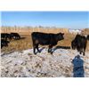 Image 4 : Pickett Ranching - 780# Heifers - 80 Head (Gem, AB)