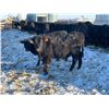 Image 5 : Pickett Ranching - 780# Heifers - 80 Head (Gem, AB)