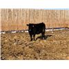 Image 6 : Pickett Ranching - 780# Heifers - 80 Head (Gem, AB)