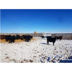Cattleland Feedyards - 780# Heifers - 80 Head (Strathmore, AB)