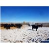 Image 1 : Cattleland Feedyards - 780# Heifers - 80 Head (Strathmore, AB)