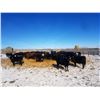 Image 2 : Cattleland Feedyards - 780# Heifers - 80 Head (Strathmore, AB)