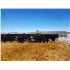 Image 3 : Cattleland Feedyards - 780# Heifers - 80 Head (Strathmore, AB)