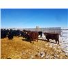 Image 4 : Cattleland Feedyards - 780# Heifers - 80 Head (Strathmore, AB)