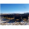 Image 5 : Cattleland Feedyards - 780# Heifers - 80 Head (Strathmore, AB)