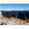 Image 6 : Cattleland Feedyards - 780# Heifers - 80 Head (Strathmore, AB)