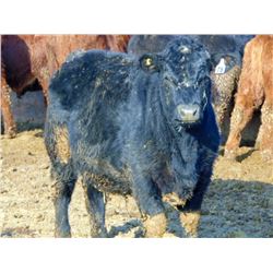 Leon Torkelson - 825# Steers - 76 Head (Millicent, AB)