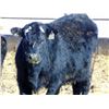 Image 6 : Leon Torkelson - 825# Steers - 76 Head (Millicent, AB)