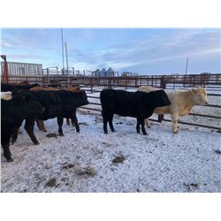 Ted Unruh - 700# Heifers - 62 Head (Cromer, MB)