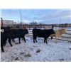 Image 1 : Ted Unruh - 700# Heifers - 62 Head (Cromer, MB)