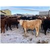 Image 2 : Ted Unruh - 700# Heifers - 62 Head (Cromer, MB)