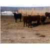 Image 2 : E&A Mckee Holdings Ltd. - 1025# Steers - 120 Head (Turtleford, SK)