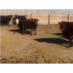 E&A Mckee Holdings Ltd. - 1025# Steers - 120 Head (Turtleford, SK)