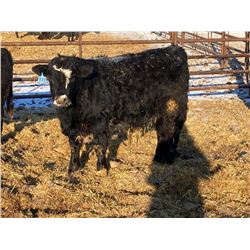 Monarc Enterprises Inc. - 985# Steers - 60 Head (Cromer, MB)