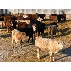 Monarc Enterprises Inc. - 945# Steers - 64 Head (Cromer, MB)