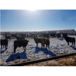 Cattleland Feedyards - 900# Steers - 180 Head (Strathmore, AB)