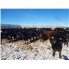 Image 3 : Cattleland Feedyards - 900# Steers - 180 Head (Strathmore, AB)