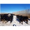 Image 4 : Cattleland Feedyards - 900# Steers - 180 Head (Strathmore, AB)