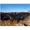 Image 5 : Cattleland Feedyards - 900# Steers - 180 Head (Strathmore, AB)