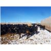 Image 6 : Cattleland Feedyards - 900# Steers - 180 Head (Strathmore, AB)