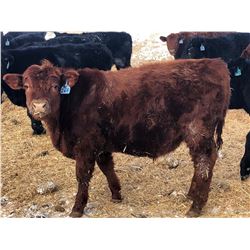 David & Natalie Bagshaw - 775# Steers - 68 Head (Birsay, SK)