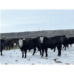 Bar R Ranch - 970# Steers - 65 Head (Foam Lake, SK)