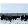 Image 3 : Bar R Ranch - 970# Steers - 65 Head (Foam Lake, SK)